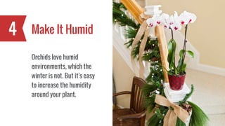 Make It Humid4
Orchids love humid
environments, which the
winter is not. But it’s easy
to increase the humidity
around your plant.
 