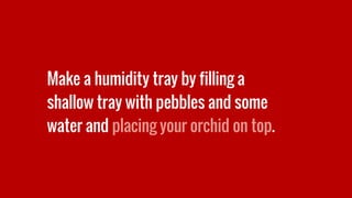 Make a humidity tray by filling a
shallow tray with pebbles and some
water and placing your orchid on top.
 