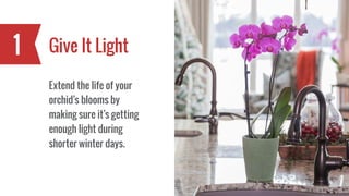 Give It Light1
Extend the life of your
orchid’s blooms by
making sure it’s getting
enough light during
shorter winter days.
 