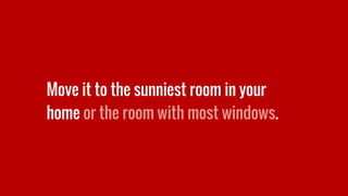 Move it to the sunniest room in your
home or the room with most windows.
 