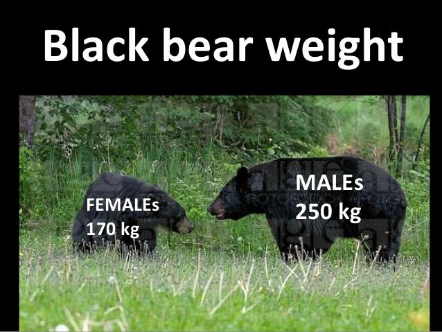 The Black Bear - ursus americanus