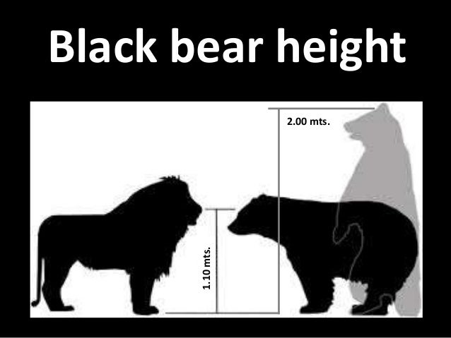 The Black Bear - ursus americanus