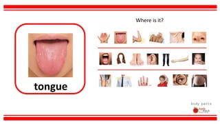 tongue
body parts
Where is it?
 