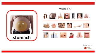 stomach
body parts
Where is it?
 