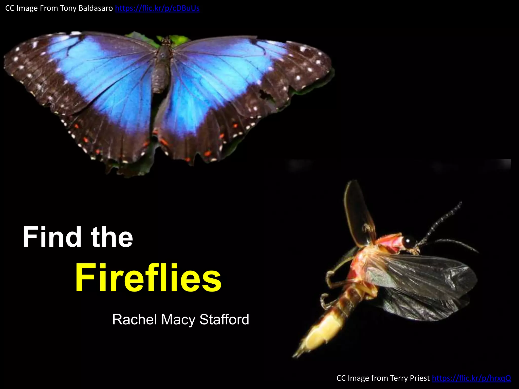CC Image From Tony Baldasaro https://flic.kr/p/cDBuUs
CC Image from Terry Priest https://flic.kr/p/hrxqQ
Find the
Fireflies
Rachel Macy Stafford
 