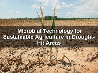 Microbial Technology forMicrobial Technology for
Sustainable Agriculture in Drought-Sustainable Agriculture in Drought-
Hit AreasHit Areas
 
