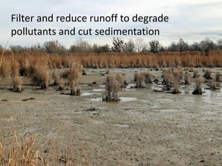 Filter and reduce runoff to degrade
pollutants and cut sedimentation
 