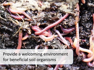 Provide a welcoming environment
for beneficial soil organisms
 