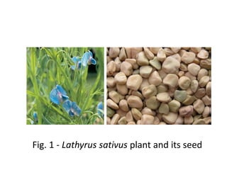 Fig. 1 - Lathyrus sativus plant and its seed
 