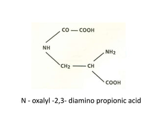 N - oxalyl -2,3- diamino propionic acid
 