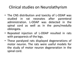Clinical studies on Neurolathyrism
• The CNS distribution and toxicity of L-ODAP was
studied in rat neonates after parenteral
administration. L-ODAP was detected in the
spinal cord as well as in the pons/medulla
oblongata.
• Repeated injection of L-ODAP resulted in rats
with paraparesis of the legs.
• These paralyzed rats displayed degenerations of
motor neuron. The rats were useful models for
the study of motor neuron degeneration in the
spinal cord.
 