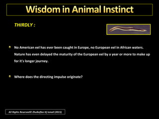 THIRDLY :
Even more difficult to solve is the mystery of eels.
These amazing creatures migrate at maturity from all ponds and rivers
everywhere those from Europe across thousands of miles of ocean - all bound
for the same abysmal deeps near Bermuda. There they breed and die.
All Rights Reserved© Zhulkeflee Hj Ismail (2015)
 