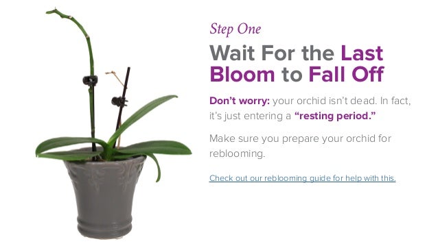 Phalaenopsis Orchid Fertilizing Made Easy