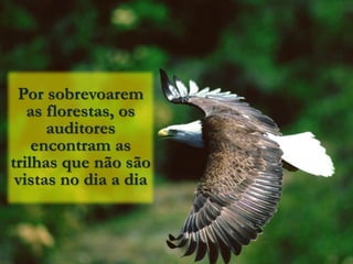 Por sobrevoarem
   as florestas, os
      auditores
    encontram as
trilhas que não são
 vistas no dia a dia
 