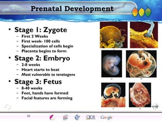 AgingAdulthood
Immunize
Adolescence
Infancy
Erikson
Pregnancy
AinsworthTemperLanguageVygotskyPiaget
ConjoinedTwinsDNAHeredityMethods
Prenatal Development
• Stage 1: Zygote
– First 2 Weeks
– First week- 100 cells
– Specialization of cells begin
– Placenta begins to form
• Stage 2: Embryo
– 2-8 weeks
– Heart starts to beat
– Most vulnerable to teratogens
• Stage 3: Fetus
– 8-40 weeks
– Feet, hands have formed
– Facial features are forming
10
 