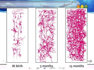 AgingAdulthood
Immunize
Adolescence
Infancy
Erikson
Pregnancy
AinsworthTemperLanguageVygotskyPiaget
ConjoinedTwinsDNAHeredityMethods
 