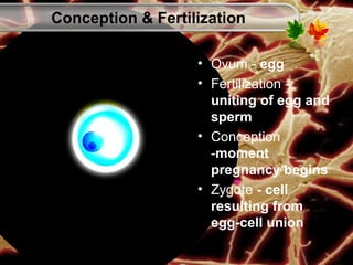 • Ovum - egg
• Fertilization -
uniting of egg and
sperm
• Conception
-moment
pregnancy begins
• Zygote - cell
resulting from
egg-cell union
Conception & Fertilization
 