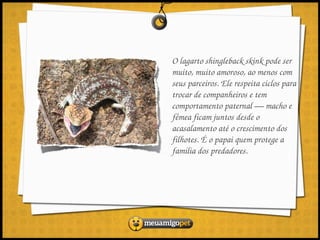 O lagarto shingleback skink pode ser 
muito, muito amoroso, ao menos com 
seus parceiros. Ele respeita ciclos para 
trocar de companheiros e tem 
comportamento paternal — macho e 
fêmea ficam juntos desde o 
acasalamento até o crescimento dos 
filhotes. É o papai quem protege a 
família dos predadores.
 