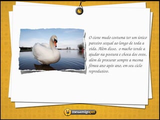O cisne mudo costuma ter um único 
parceiro sexual ao longo de toda a 
vida. Além disso,  o macho tende a 
ajudar na postura e choca dos ovos, 
além de procurar sempre a mesma 
fêmea ano após ano, em seu ciclo 
reprodutivo.
 