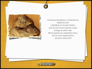 A ratazana da pradaria é considerada um 
             símbolo de amor 
    e fidelidade nos Estados Unidos, 
  pois ela tem um único parceiro sexual,
         ao longo de toda a vida. 
 Mesmo quando seu companheiro morre, 
      ela tem como comportamento 
          natural se manter fiel!
 