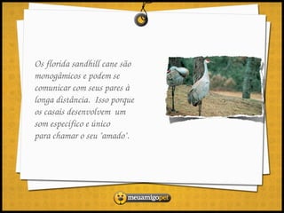 Os florida sandhill cane são 
monogâmicos e podem se 
comunicar com seus pares à 
longa distância.  Isso porque 
os casais desenvolvem  um 
som específico e único 
para chamar o seu "amado".
 