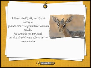 A fêmea do dik dik, um tipo de 
              antílope, 
quando está “comprometida” com um 
               macho, 
     faz com que seu par exale 
 um tipo de cheiro que afasta outros 
            pretendentes.
 