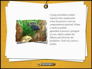 O peixe presidiário ciclídeo 
respeita ciclos sexuais para 
trocar de parceiro e tem um 
comportamento paternal. Fêmea 
e macho acasalam, 
aguardam à postura e protegem 
os ovos, depois cuidam dos 
filhotes para livrá­los dos 
predadores. Tudo isso, juntos e 
unidos.
 