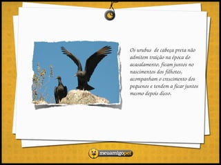 Os urubus  de cabeça preta não 
admitem traição na época do 
acasalamento, ficam juntos no 
nascimentos dos filhotes, 
acompanham o crescimento dos 
pequenos e tendem a ficar juntos 
mesmo depois disso.
 