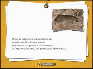 O rato da Califórnia é considerado um dos 
animais mais fiéis do reino animal, 
pois costuma ter apenas um parceiro sexual 
ao longo de toda a vida, com quem acasala diversas vezes.
 