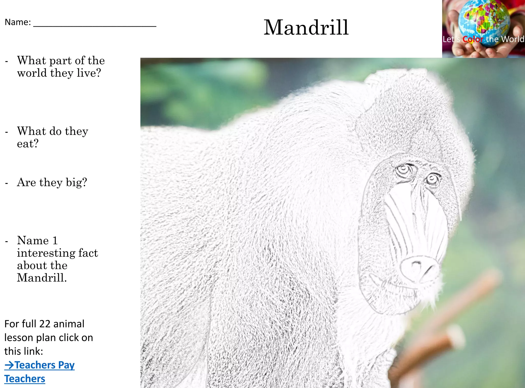 Mandrill
- What part of the
world they live?
- What do they
eat?
- Are they big?
- Name 1
interesting fact
about the
Mandrill.
Name: _________________________
For full 22 animal
lesson plan click on
this link:
→Teachers Pay
Teachers
 