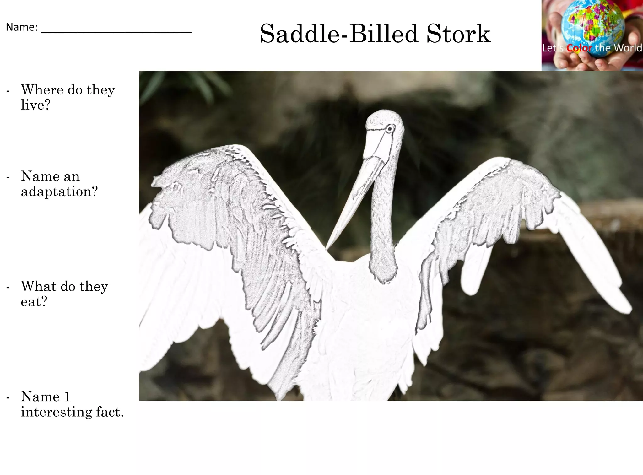 Saddle-Billed Stork
- Where do they
live?
- Name an
adaptation?
- What do they
eat?
- Name 1
interesting fact.
Name: _________________________
 