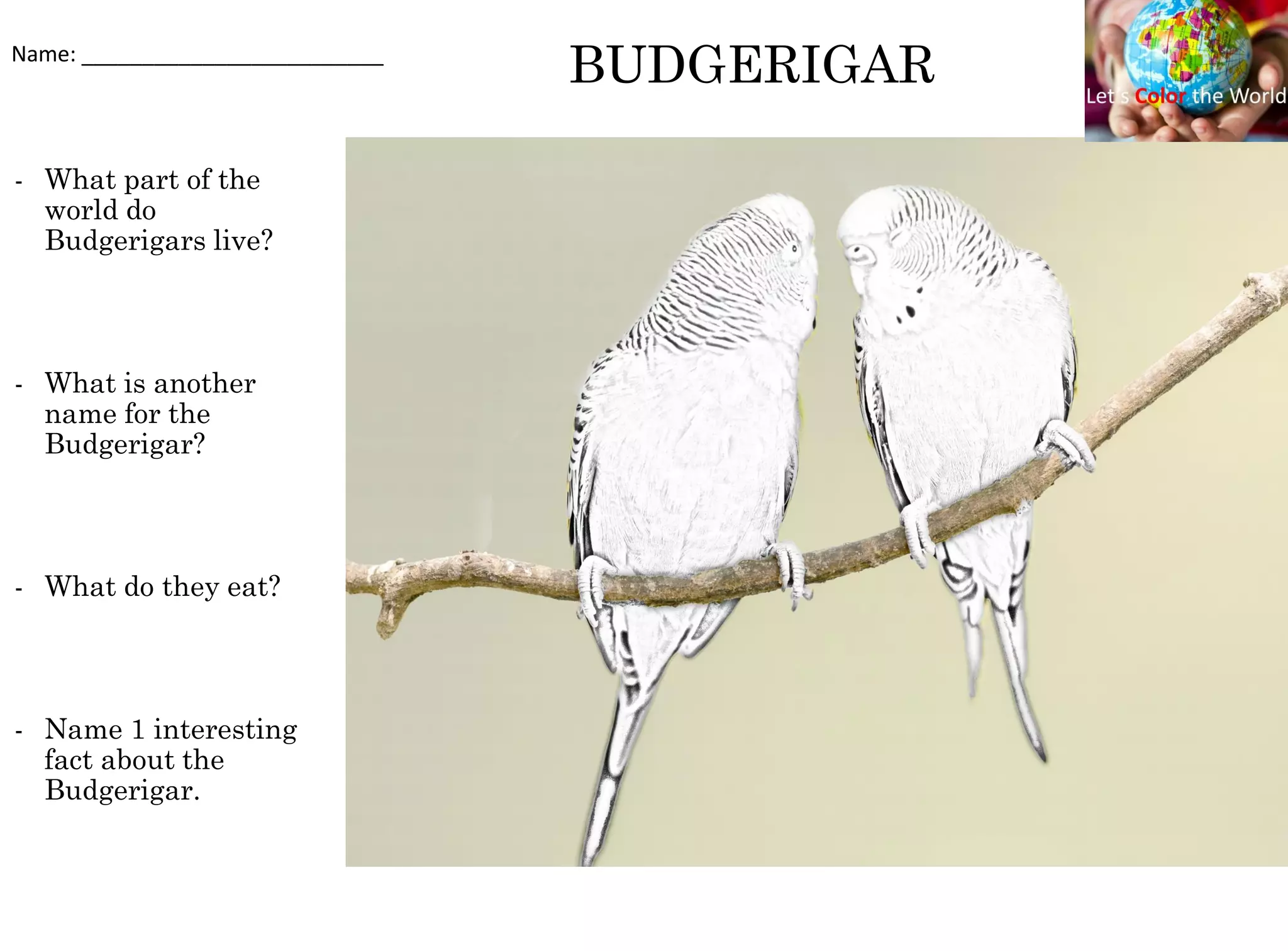 BUDGERIGAR
- What part of the
world do
Budgerigars live?
- What is another
name for the
Budgerigar?
- What do they eat?
- Name 1 interesting
fact about the
Budgerigar.
Name: _________________________
 
