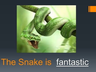 The Snake is fantastic

 