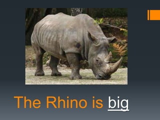 The Rhino is big

 