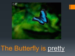 The Butterfly is pretty

 