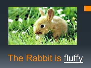 The Rabbit is fluffy

 