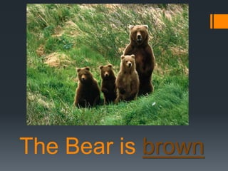 The Bear is brown

 