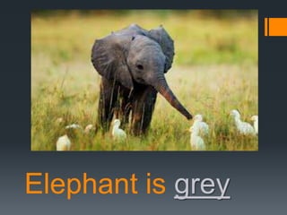 Elephant is grey

 