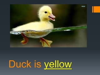 Duck is yellow

 