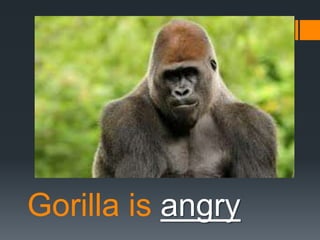 Gorilla is angry

 