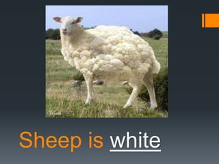 Sheep is white

 