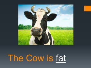 The Cow is fat

 