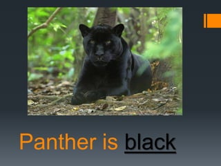 Panther is black

 