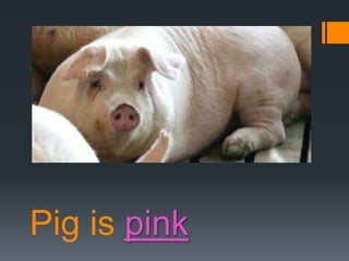 Pig is pink

 