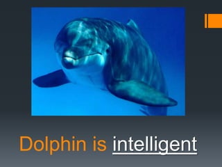 Dolphin is intelligent

 
