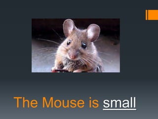 The Mouse is small

 