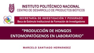 INSTITUTO POLITÉCNICO NACIONAL
CENTRO DE DESARROLLO DE PRODUCTOS BIÓTICOS
“PRODUCCIÓN DE HONGOS
ENTOMOPATÓGENOS EN LABORATORIO”
MARCELO SANTIAGO HERNÁNDEZ
SECRETARÍA DE INVESTIGACIÓN Y POSGRADO
Beca de Estímulo Institucional de Formación de Investigadores
 