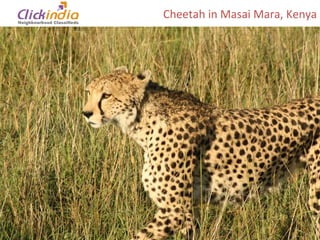Cheetah in Masai Mara, Kenya 