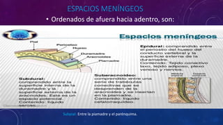 ESPACIOS MENÍNGEOS
• Ordenados de afuera hacia adentro, son:
Subpial: Entre la piamadre y el parénquima.
 