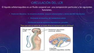 CIRCULACIÓN DEL LCR
El líquido cefalorraquídeo es un fluido corporal con una composición particular y las siguientes
funciones.
• Protección Mecánica: Se encuentra alrededor (espacio subaracnoideo) y dentro del SNC (Ventrículos)
• Eliminación de desechos del metabolismo celular
• Distribución local de hormonas Hipotalámicas, prineales.
*Para que esto se realice de un modo eficaz es necesario que el LCR fluya*
 